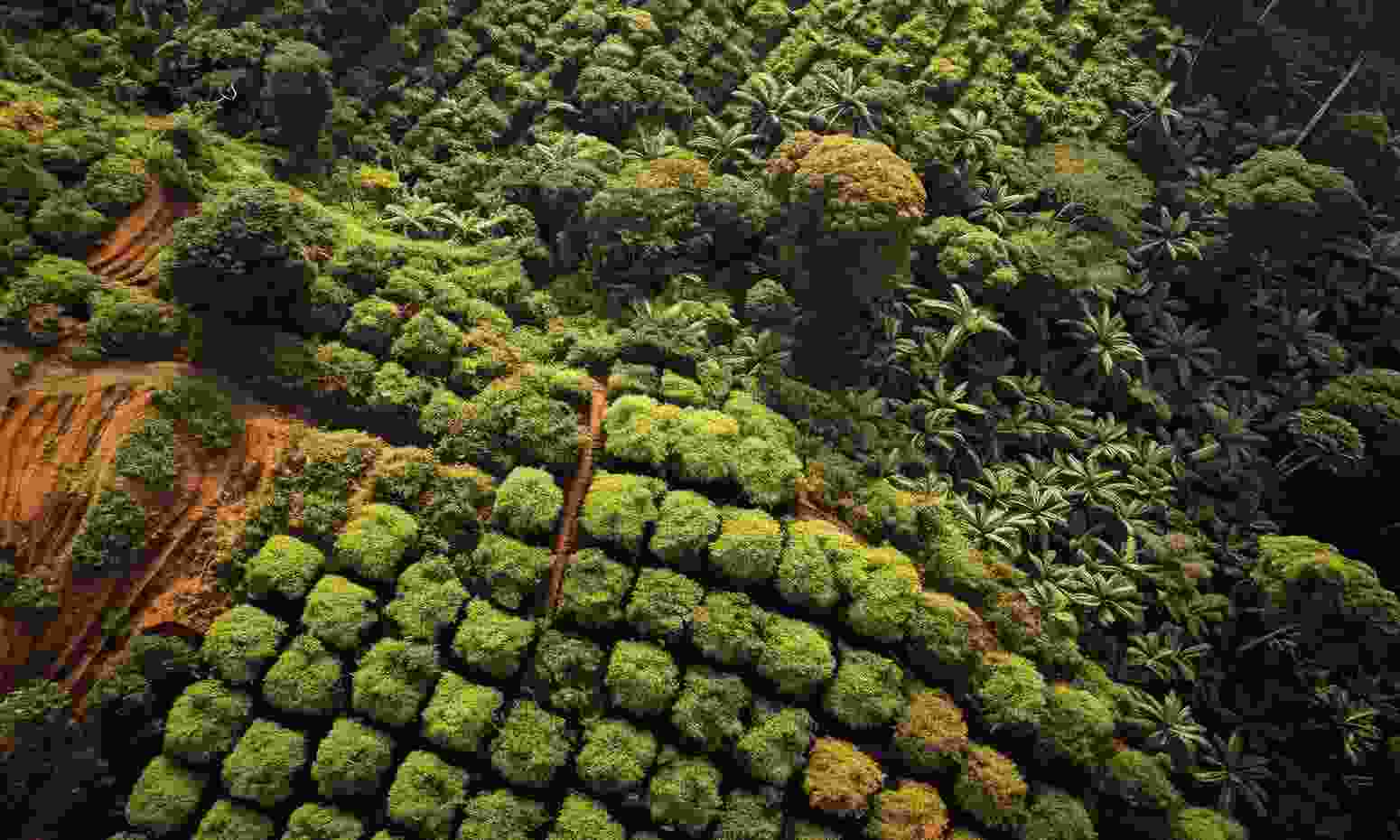 Obstacles In Organic Agriculture