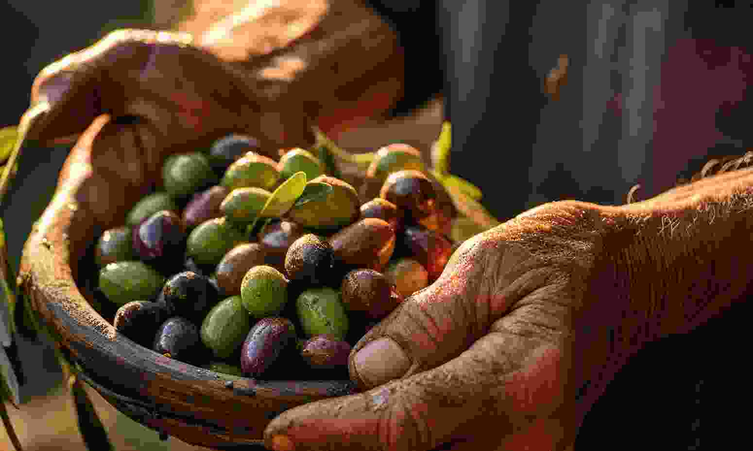 Organic Coffee Cultivation Methods